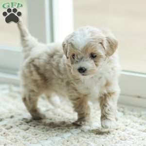 Aiden, Maltipoo Puppy