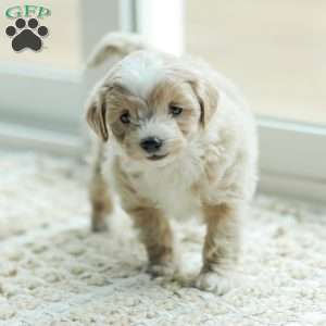 Aiden, Maltipoo Puppy