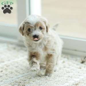 Aiden, Maltipoo Puppy