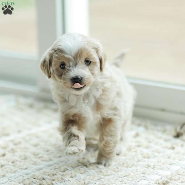 Aiden, Maltipoo Puppy