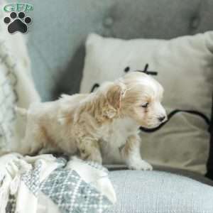 Asher, Maltipoo Puppy