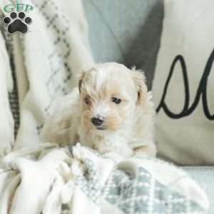 Asher, Maltipoo Puppy