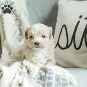 Asher, Maltipoo Puppy