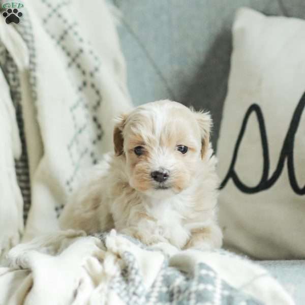 Asher, Maltipoo Puppy