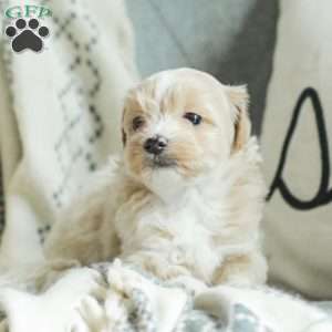 Asher, Maltipoo Puppy