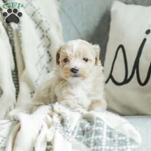 Asher, Maltipoo Puppy