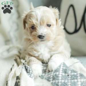 Asher, Maltipoo Puppy