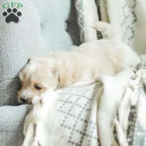 Asher, Maltipoo Puppy