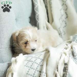 Asher, Maltipoo Puppy