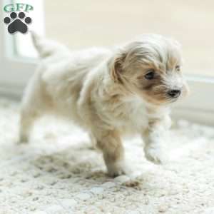 Asher, Maltipoo Puppy