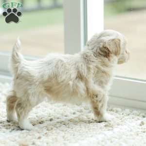 Asher, Maltipoo Puppy