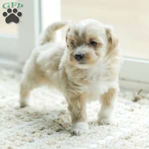 Asher, Maltipoo Puppy