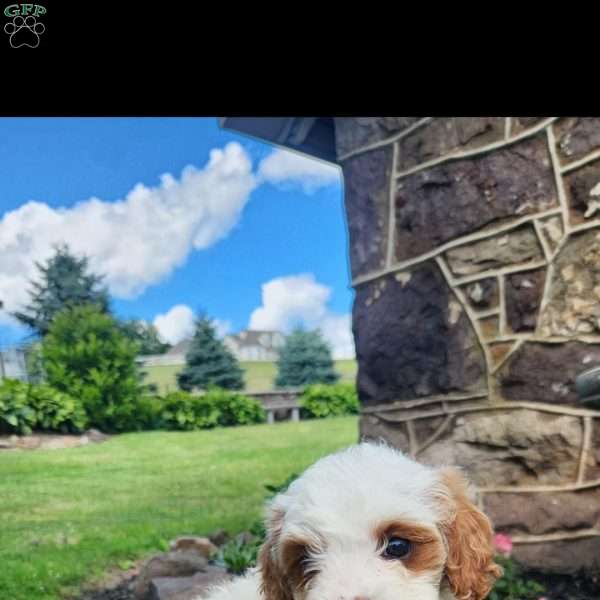 Carlie, Cavapoo Puppy