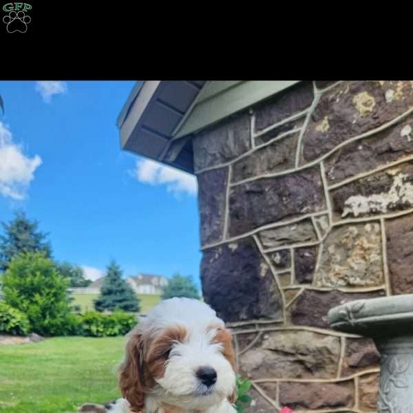 Cooper, Cavapoo Puppy