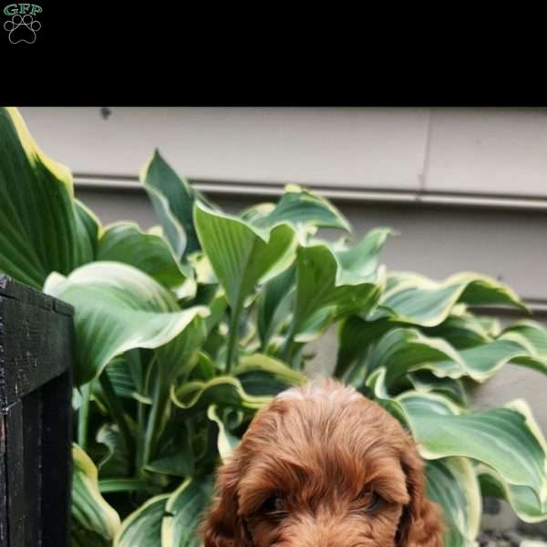 Concho, Cavapoo Puppy