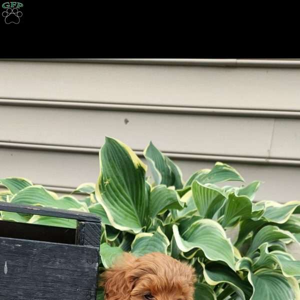 Candy, Cavapoo Puppy