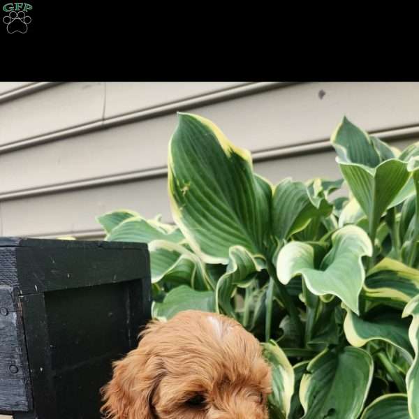 Cozy, Cavapoo Puppy