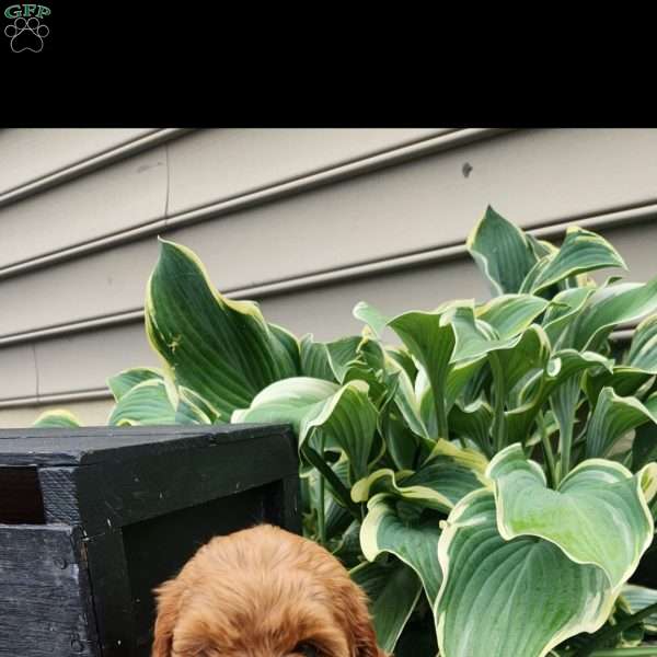 Callie, Cavapoo Puppy