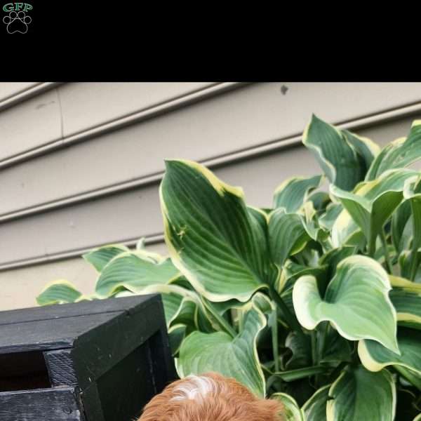 Copper, Cavapoo Puppy