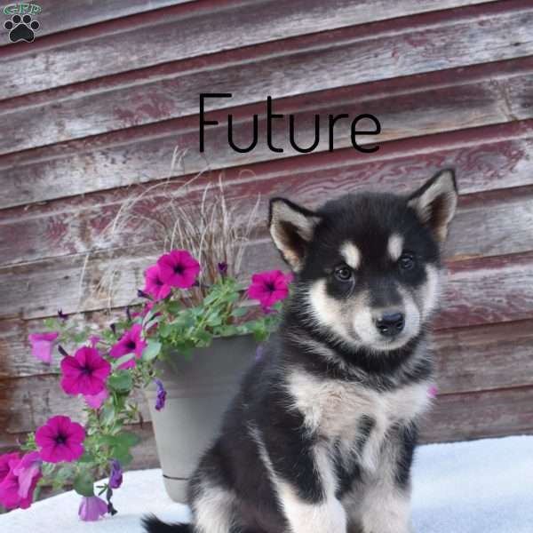 Future, Alaskan Malamute Puppy