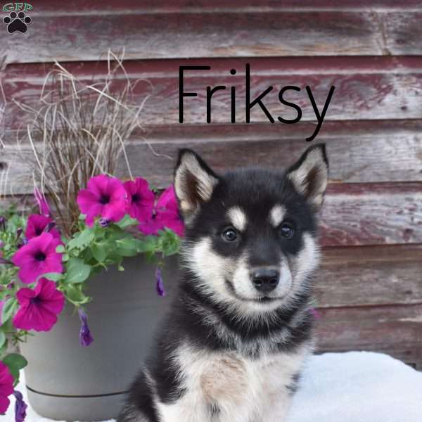 Friksy, Alaskan Malamute Puppy
