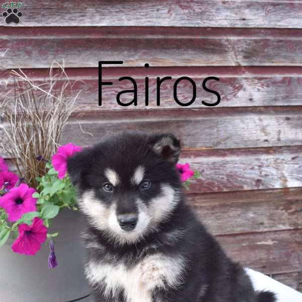 Fairos, Alaskan Malamute Puppy