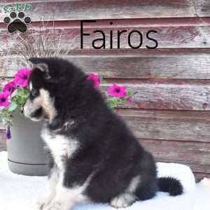 Fairos, Alaskan Malamute Puppy