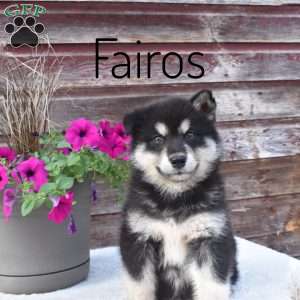 Fairos, Alaskan Malamute Puppy