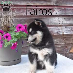 Fairos, Alaskan Malamute Puppy