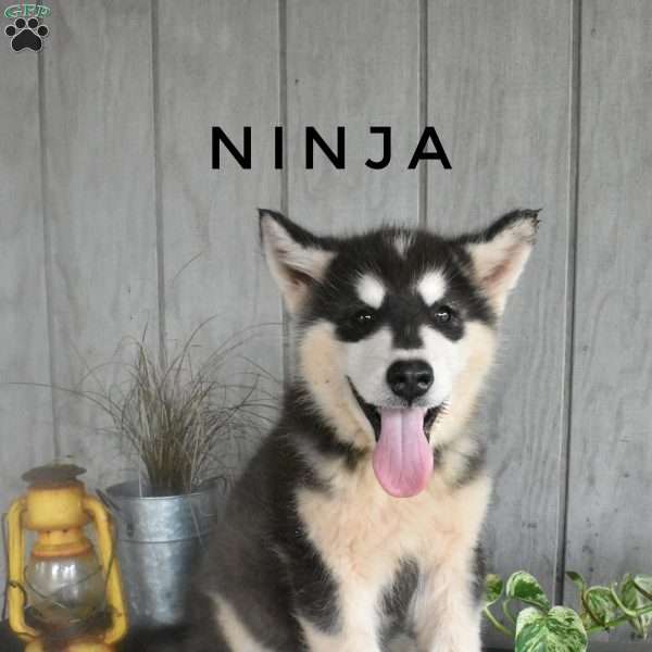 Ninja, Alaskan Malamute Puppy