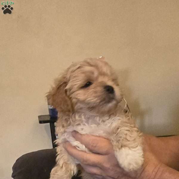 jax, Teddy Bear Puppy