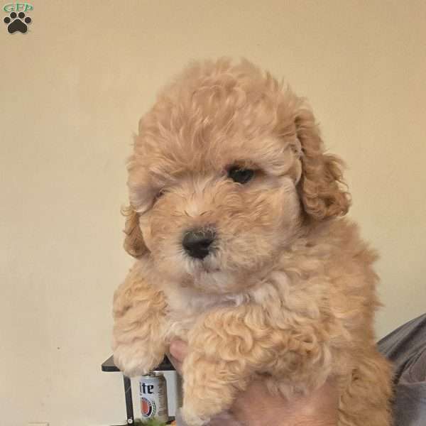 taz, Teddy Bear Puppy
