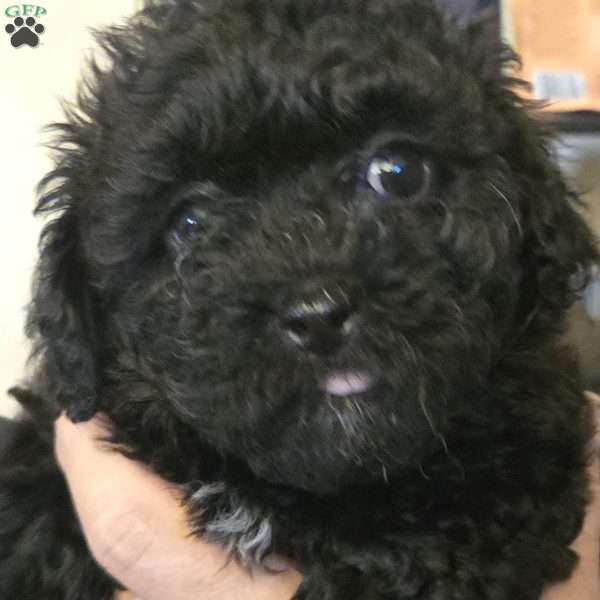 angel, Teddy Bear Puppy