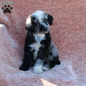 Rocky, Toy Poodle Puppy