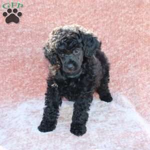 Rosie, Toy Poodle Puppy