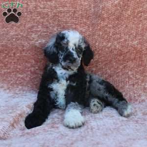 Rocky, Toy Poodle Puppy