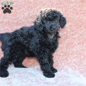 Rosie, Toy Poodle Puppy