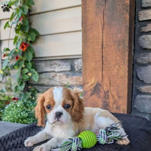 Murphy, Cavalier King Charles Spaniel Puppy