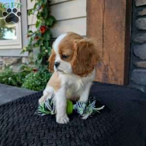 Murphy, Cavalier King Charles Spaniel Puppy
