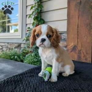 Murphy, Cavalier King Charles Spaniel Puppy