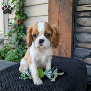 Murphy, Cavalier King Charles Spaniel Puppy