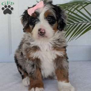 Annie, Mini Bernedoodle Puppy