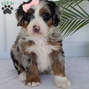 Annie, Mini Bernedoodle Puppy