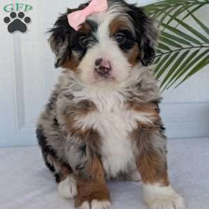 Annie, Mini Bernedoodle Puppy