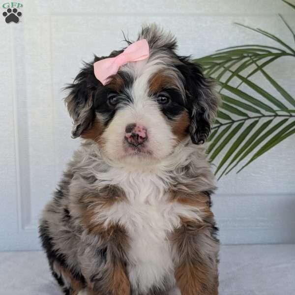 Annie, Mini Bernedoodle Puppy