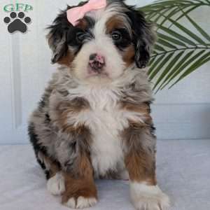 Annie, Mini Bernedoodle Puppy