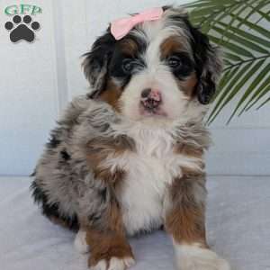 Annie, Mini Bernedoodle Puppy