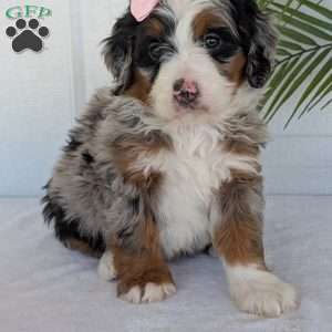 Annie, Mini Bernedoodle Puppy