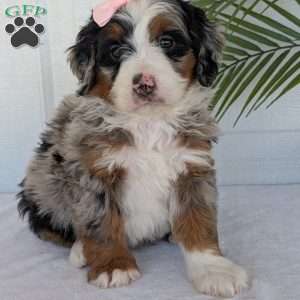 Annie, Mini Bernedoodle Puppy