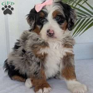 Annie, Mini Bernedoodle Puppy